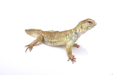 Uromastyx princeps, soylu dikenli kuyruklu kertenkele, Somali