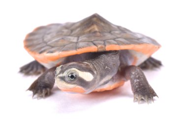 Kırmızı karınlı kısa boyunlu kaplumbağa, Emydura subglobosa