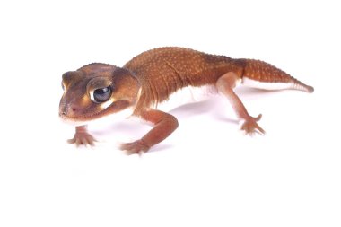 Pürüzsüz topuzu kuyruklu gecko, Nephrurus levis pilbarensis