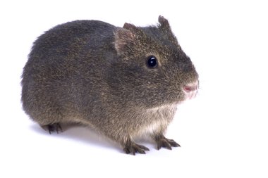 -Dağ eskiden şiling şimdi domuz, Cavia tschudii