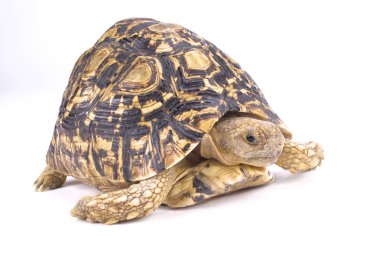 Leopar kaplumbağa, Geochelone pardalis 