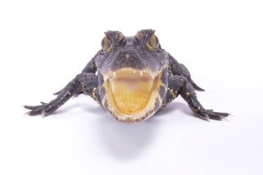 Cüce timsah, Osteolaemus tetraspis
