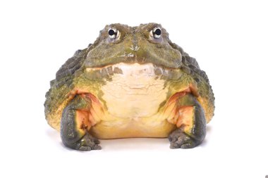 Afrika kurbağa, Pyxicephalus adspersus