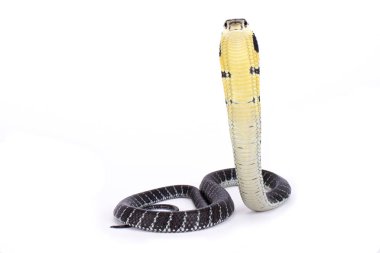 Kral kobra Ophiophagus hannah