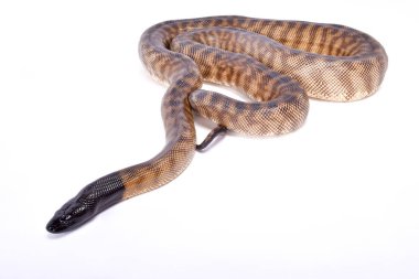 Kara başlı python, Aspidites melanocephalus