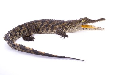 Nil timsahı, Crocodylus niloticus