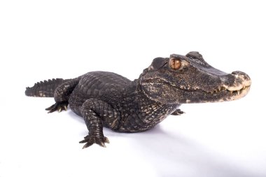Düz alınlı caiman, Paleosuchus trigonatus