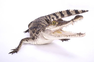 Filipin Timsahı, Timsah Mindorensis