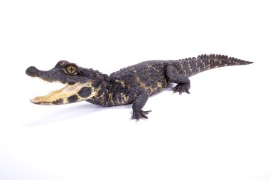 Cüce timsah, Osteolaemus tetraspis