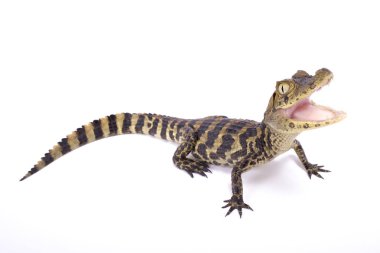 geniş burunlu caiman, Caiman latirostris