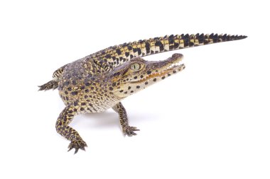 Küba timsahı, Crocodylus rhombifer