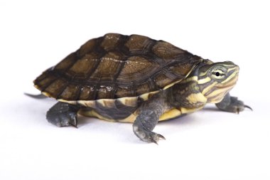 Annam leaf turtle, Mauremys annamensis clipart