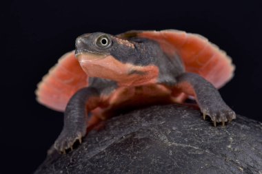 Pembe karınlı kaplumbağa, Elseya schultzei
