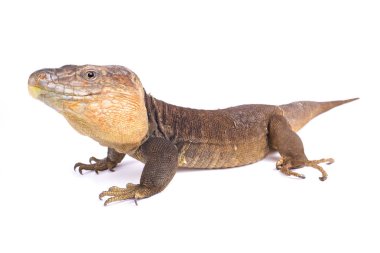 Büyük Kanarya Dev Kertenkelesi, Gallotia Stehlini