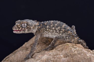 Dikenli topuzu kuyruklu gecko, Nephrurus asper