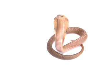 Kral Kobra (Ophiophagus Hannah)