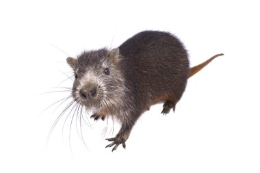 Küba hutia, Capromys pilorides