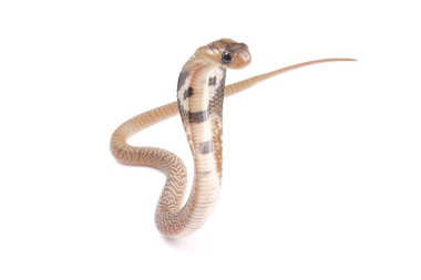 Kral Kobra (Ophiophagus Hannah)