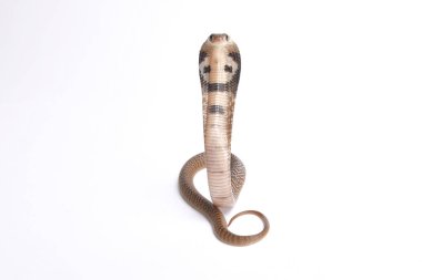 King cobra (Ophiophagus hannah) clipart