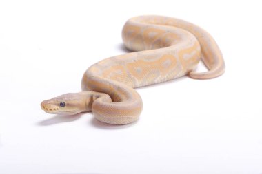 Top python, Python regius, pastel