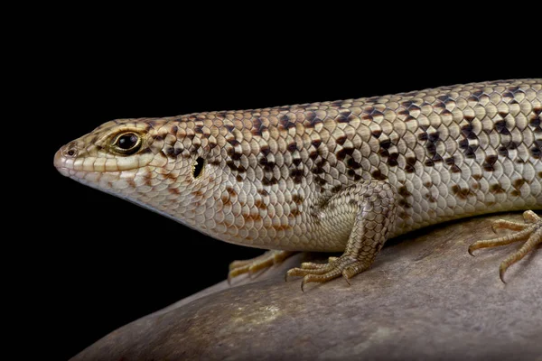 Trachylepis Brevicollis Skink Pescoço Curto Omã — Fotografia de Stock