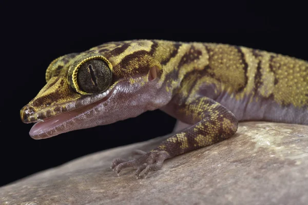 Banded Tiger Gecko Cyrtodactylus Chanhomae — Stock Photo, Image