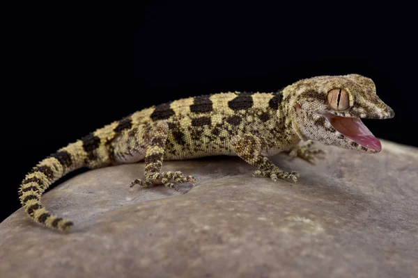 Trachydactylus hajarensis, gecko, Umman, thermoregulating Umman bantlı