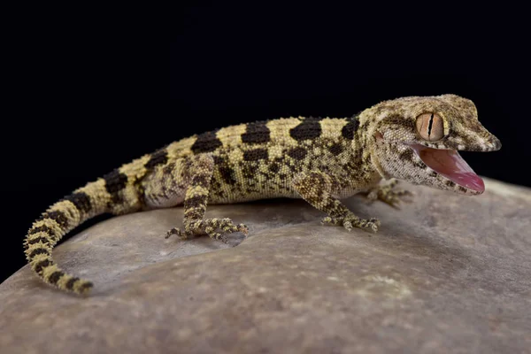 Trachydactylus Hajarensis Omani Banded Gecko Oman Thermoregulating — Stock Photo, Image