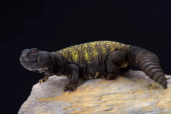 Malí Uromastyx Maliensis Malí Uromastyx Mali —  Fotos de Stock