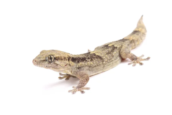 Tarentola Senegambiae Gecko Parede Senegambia Gâmbia Bebê — Fotografia de Stock