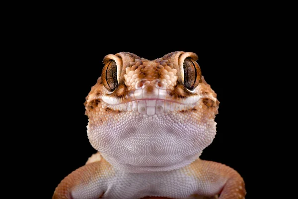 Chondrodactylus Angulifer Angulifer Gecko Tierra Sudafricana Namibia —  Fotos de Stock