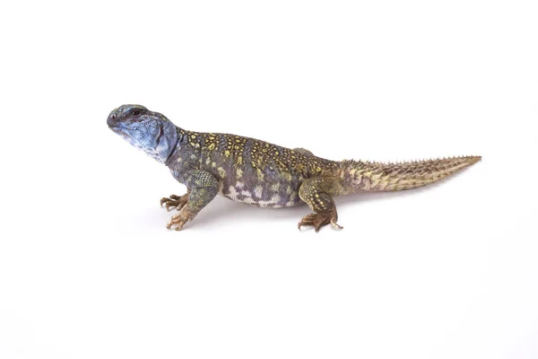 Uromastyx Macfadyeni Macfadyens Mastigure Somalia — Foto Stock