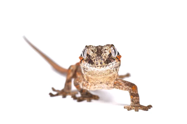 Rhacodactylus Auriculatus Giant Gecko Nova Caledónia — Fotografia de Stock