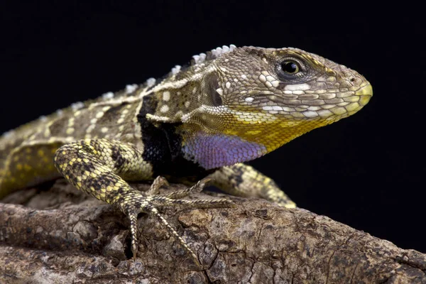 Stenocercus Imitator Peruvian Purple Throated Lizard Peru — Stock Photo, Image