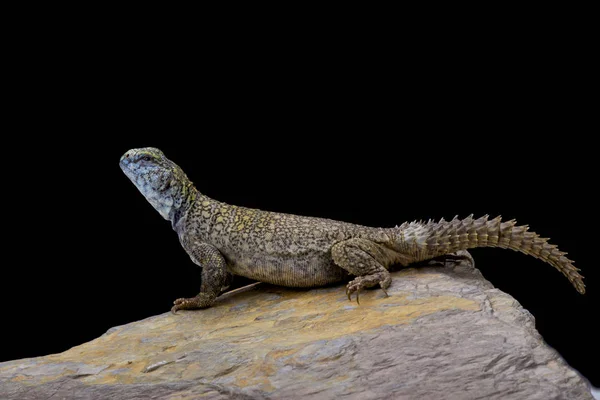 Uromastyx Macfadyeni Macfadyens Mastigure 索马里 — 图库照片