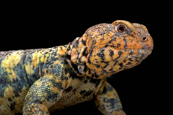 Uromastyx Yemenensis Dél Arábiai Tüskés Farkú Gyík Jemen — Stock Fotó