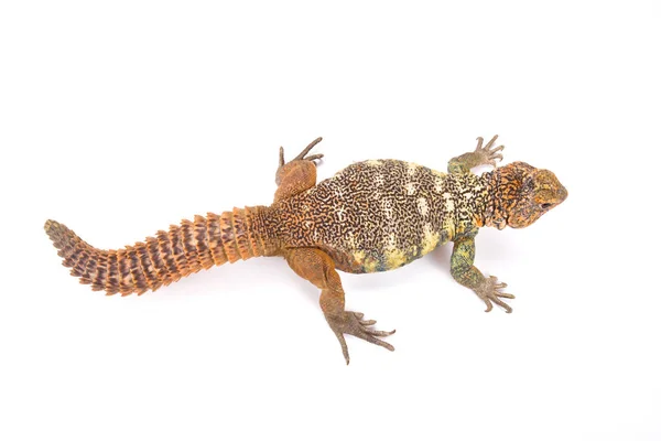 Uromastyx Yemenensis Νότιο Αραβική Ακανθώδης Ουρά Lizard Υεμένη — Φωτογραφία Αρχείου