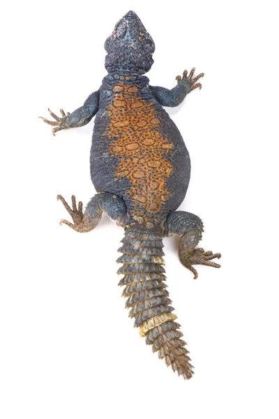 Uromastyx Ornata Philbyi Mastigure Azul Árabe Iêmen — Fotografia de Stock