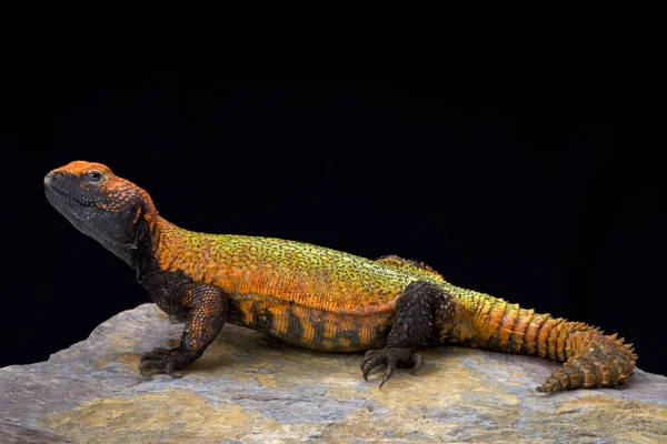 Uromastyx Acanthinura 北非刺尾蜥蜴 摩洛哥 — 图库照片