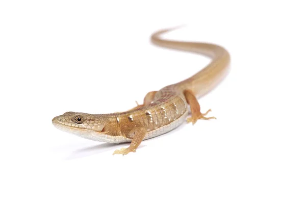 Elgaria Multicarinata Southern Alligator Lizard Estados Unidos América — Fotografia de Stock