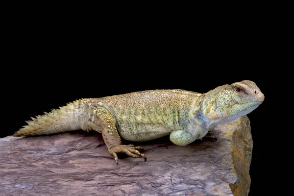 Uromastyx Princeps Princely Spiny Tailed Lizard Somalia — Stock Photo, Image