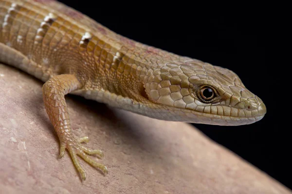 Elgaria Multicarinata Southern Alligator Lizard United States — Stock Photo, Image