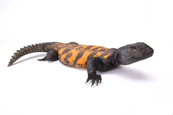 Uromastyx Flavifasciata Lézard Queue Épineuse Sahara Sud Mauritanie — Photo