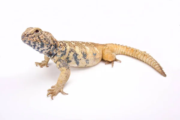 Uromastyx Yemenensis Dél Arábiai Tüskés Farkú Gyík Jemen — Stock Fotó