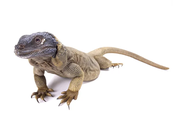 Sauromalus Hispidus Chuckwalla Ангел Айленді Мексика — стокове фото