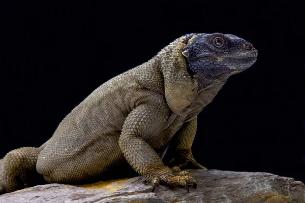 トゲチャクワラ Sauromalus ネズミガヤ メキシコ — ストック写真