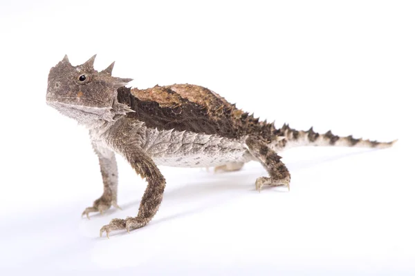 Lagarto Cornudo Gigante Phrynosoma Asio — Fotografia de Stock