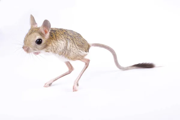 Jerboa Egiziano Maggiore Jaculus Orientalis — Foto Stock