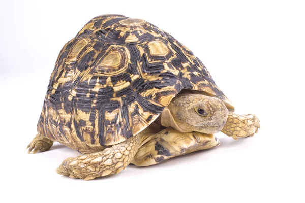 Luipaard Schildpad Geochelone Pardalis — Stockfoto