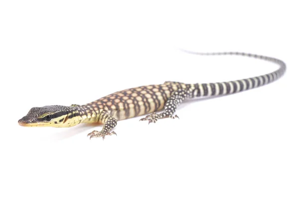 Kimberley Monitor Roca Varanus Glauerti — Foto de Stock